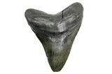 Fossil Megalodon Tooth - South Carolina #362430-1